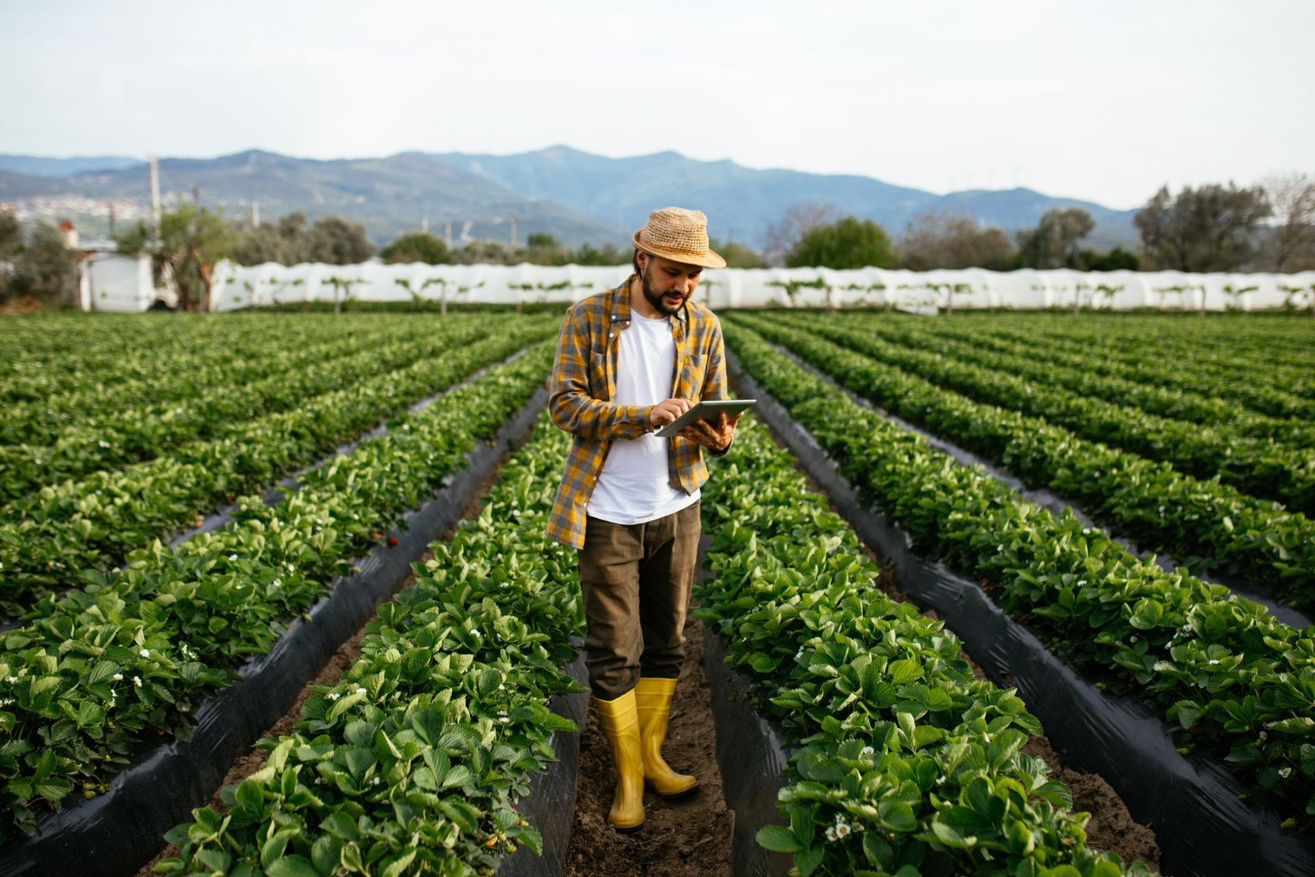 agricultura sustentável