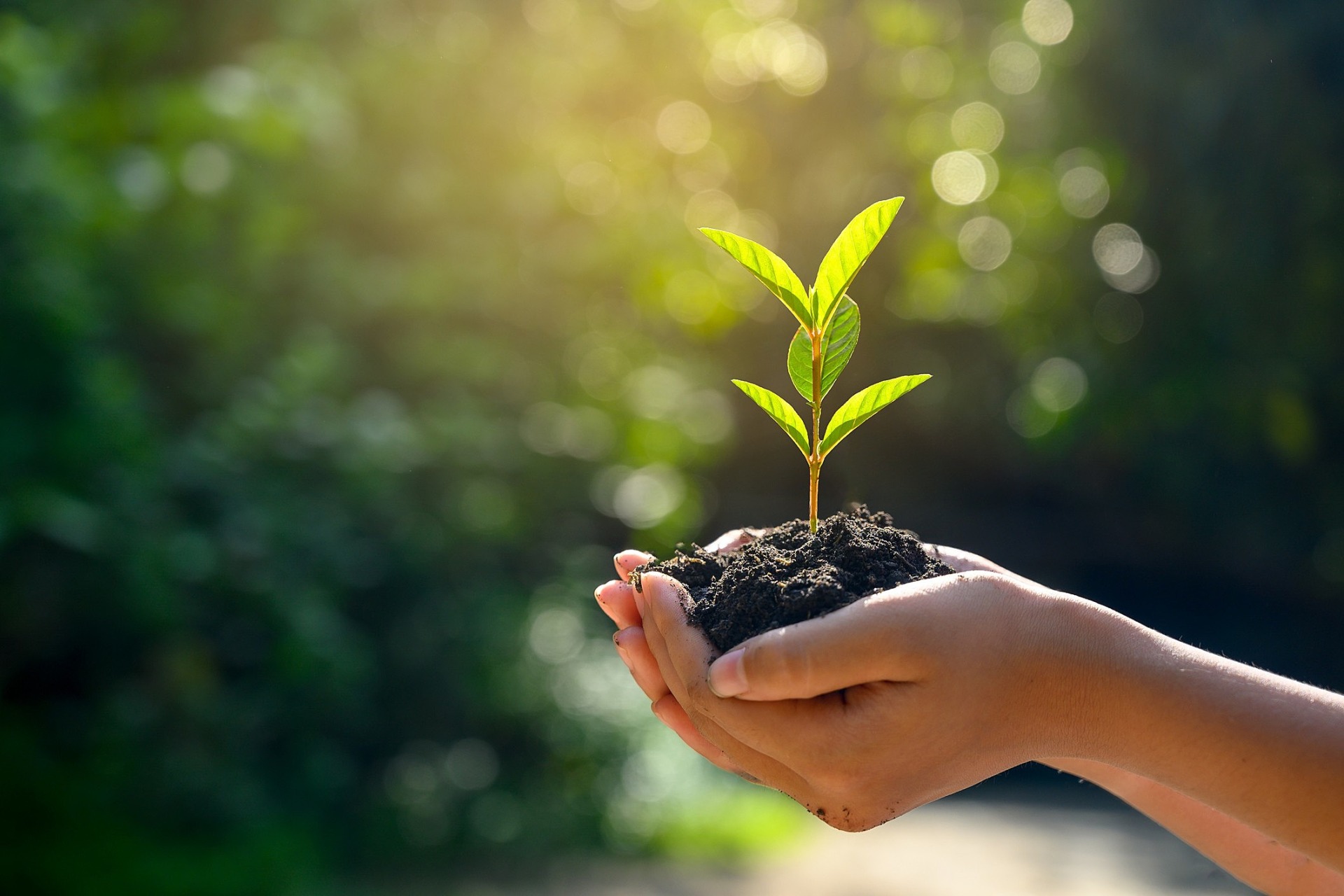 compensação ambiental