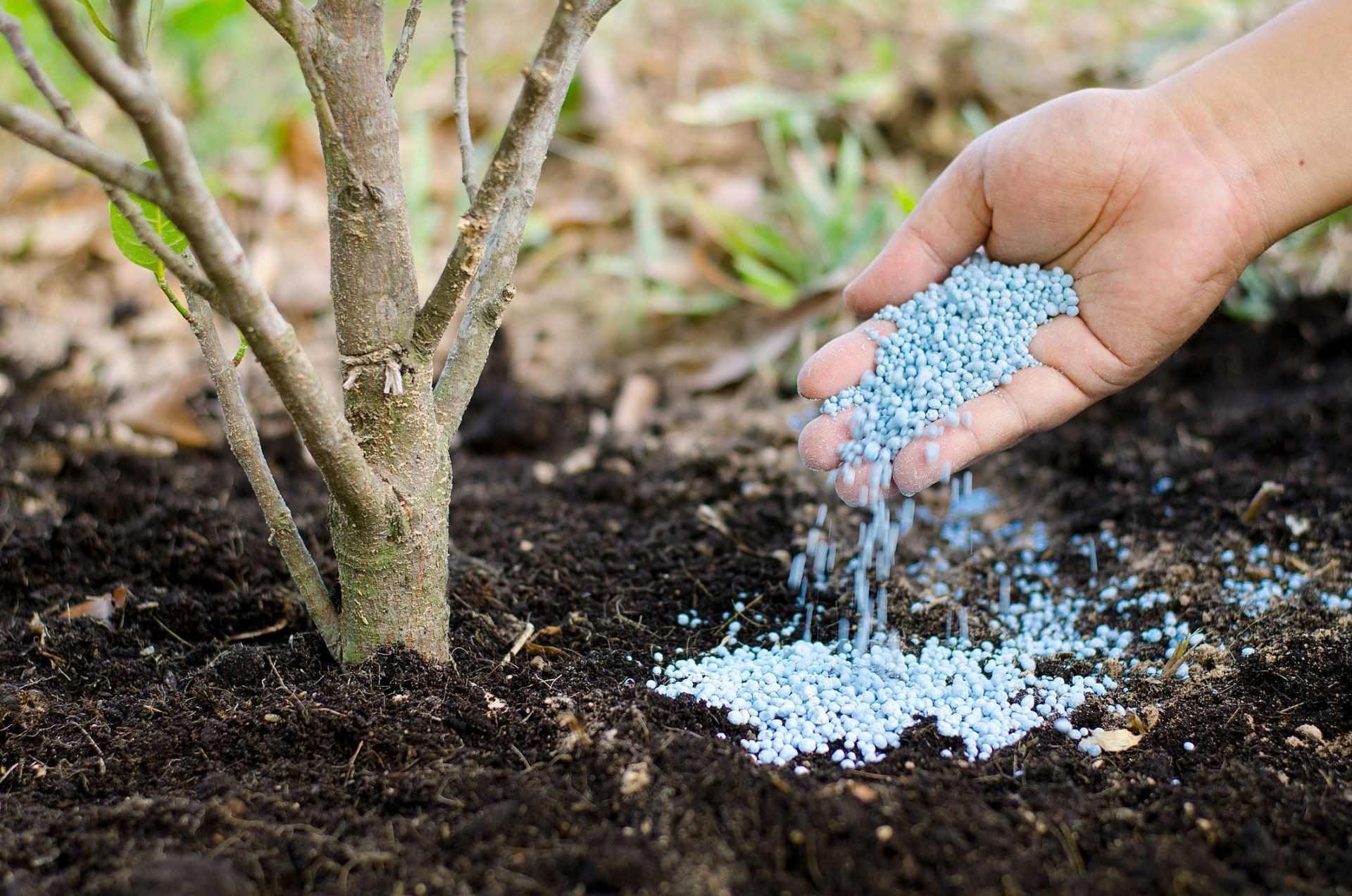 tipo de fertilizantes para plantas